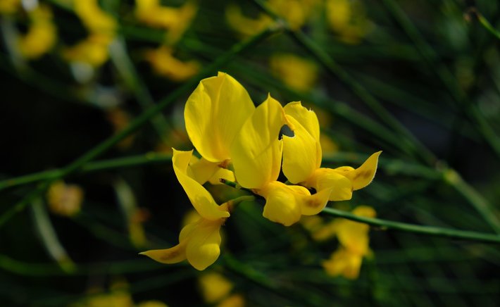 Coconut on the Wind: The Strange, Sweet Chemistry of Gorse Scent