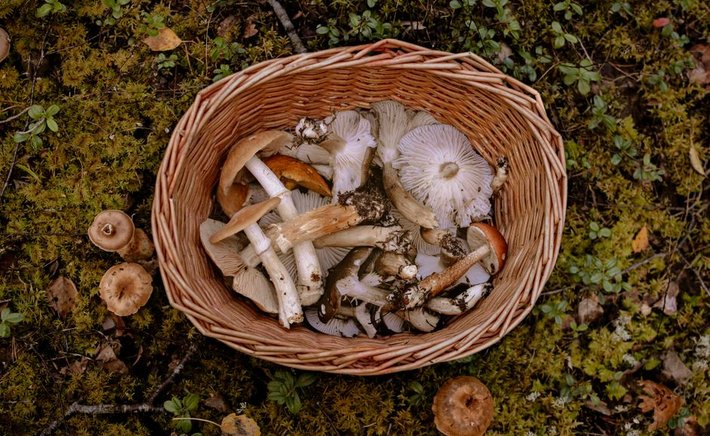 Foraging Gorse Flowers: A Beginner's Guide to the Coconut-Scented Harvest