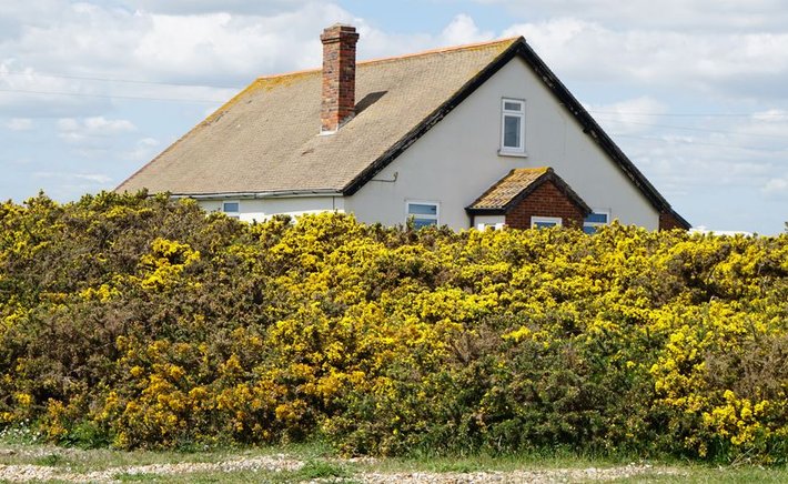 Gorse, Witches, and Wardings: Protective Folklore of the Golden Thorn