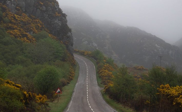 The Golden Gorse: Scotland's Most Misunderstood Bloom