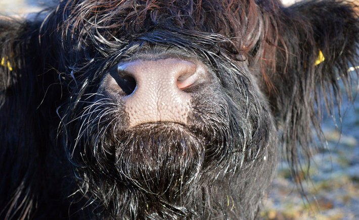 Whin, Furze, and Goss: The Many Names of Scotland's Golden Thorn